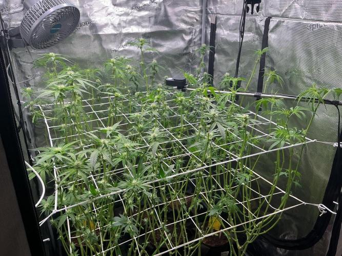 Gomu Gomu Mango. Week 10