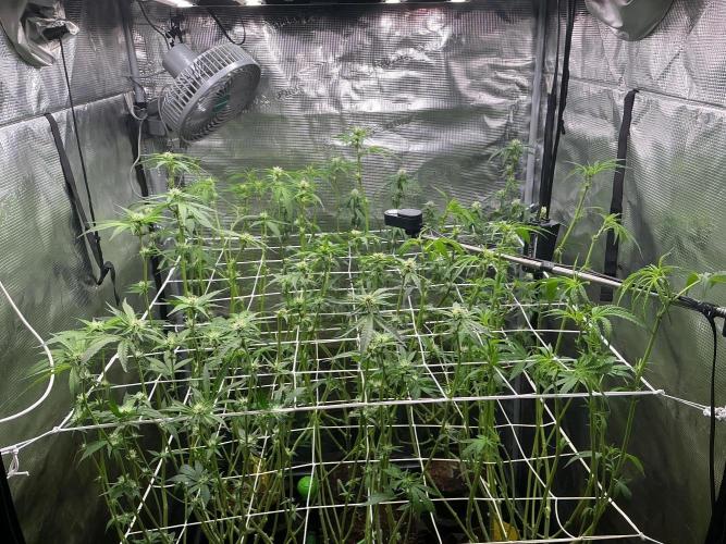 Gomu Gomu Mango. Week 10