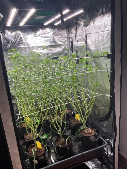 Gomu Gomu Mango. Week 10