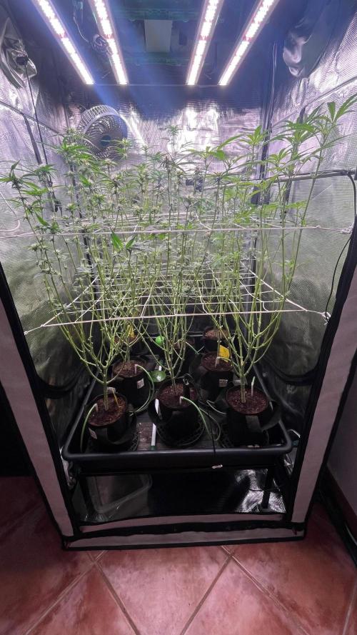 Gomu Gomu Mango. Week 11