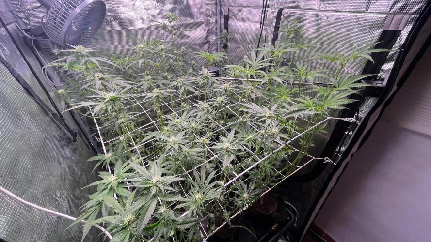 Gomu Gomu Mango. Week 11