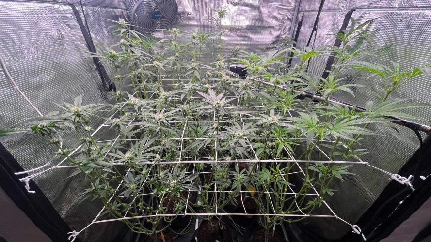 Gomu Gomu Mango. Week 11