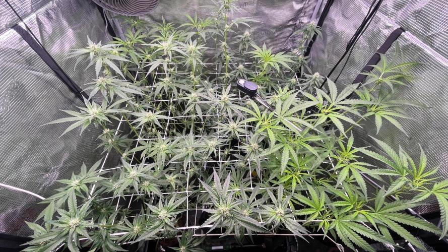 Gomu Gomu Mango. Week 11