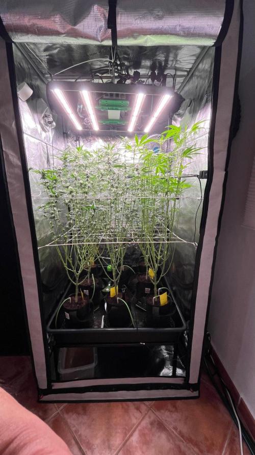 Gomu Gomu Mango. Week 12