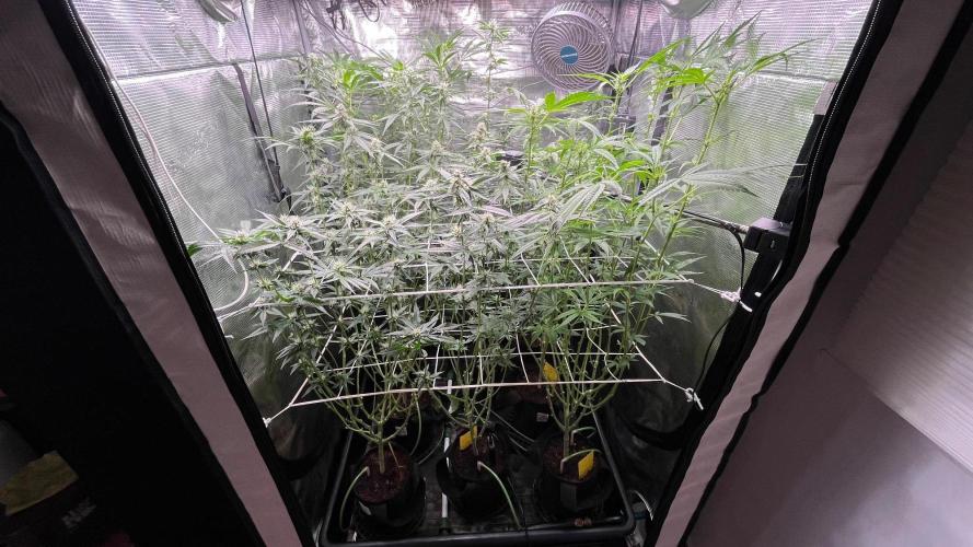 Gomu Gomu Mango. Week 12