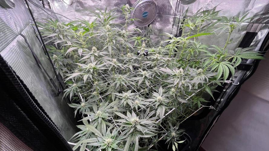 Gomu Gomu Mango. Week 12
