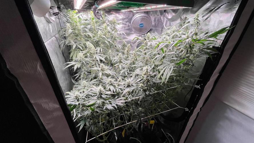 Gomu Gomu Mango. Week 13