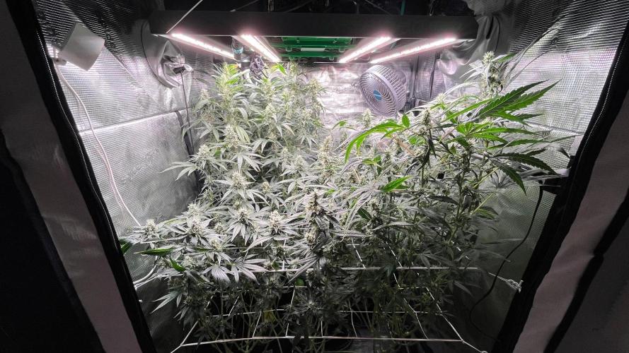 Gomu Gomu Mango. Week 13