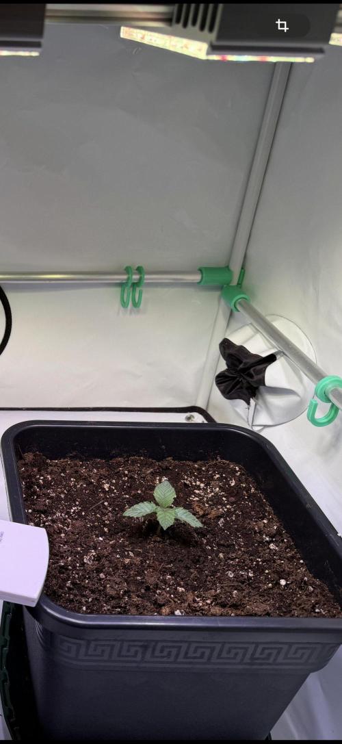 The Jawbreaker. Week 9