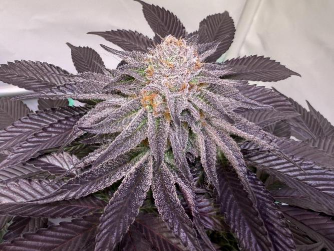 The Jawbreaker. Week 9