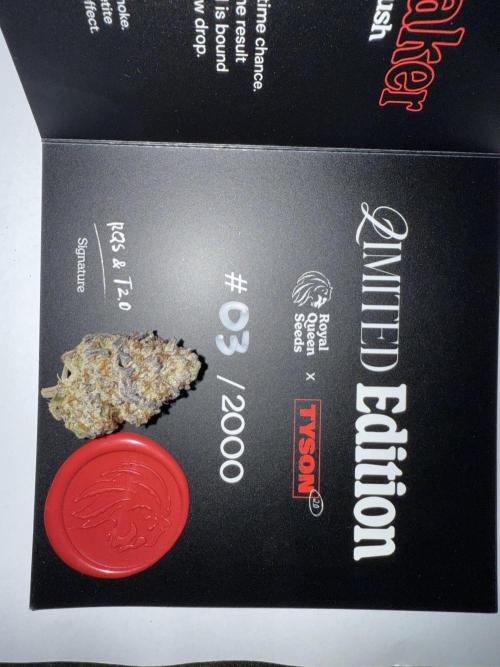 The Jawbreaker. Week 9