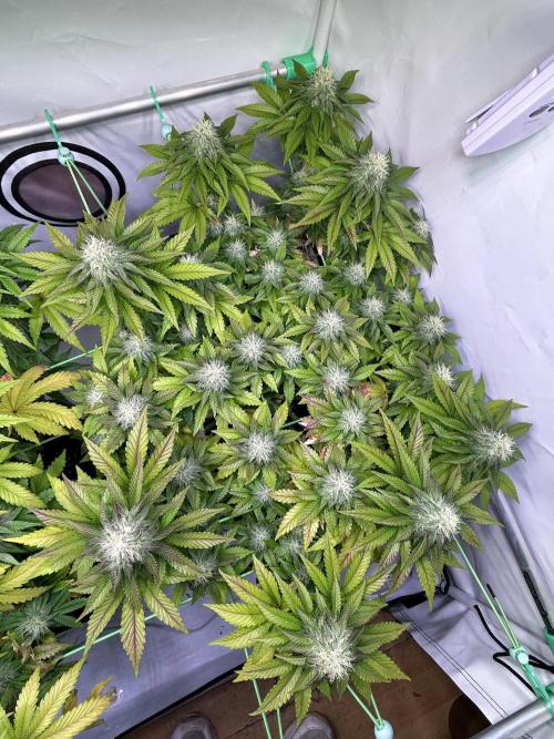 Special Queen. Week 9