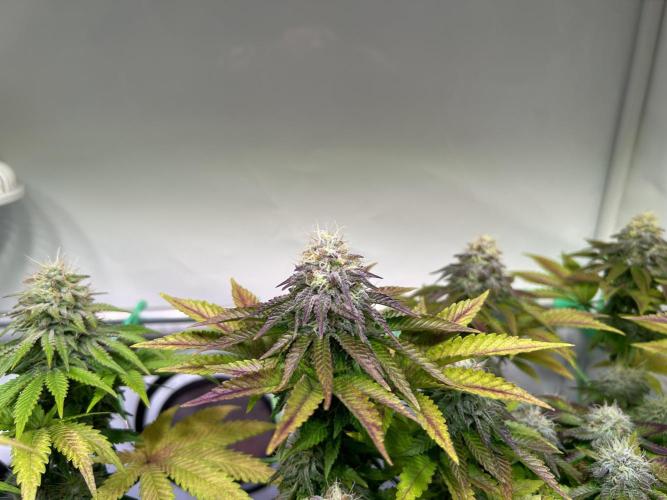 Special Queen. Week 9
