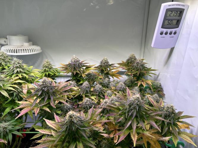 Special Queen. Week 9