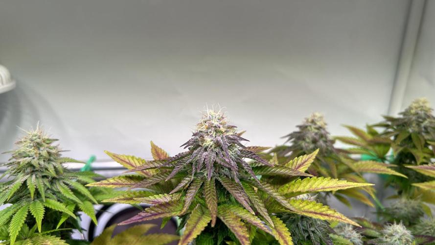 Special Queen. Week 9