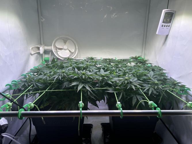 Special Queen. Week 9