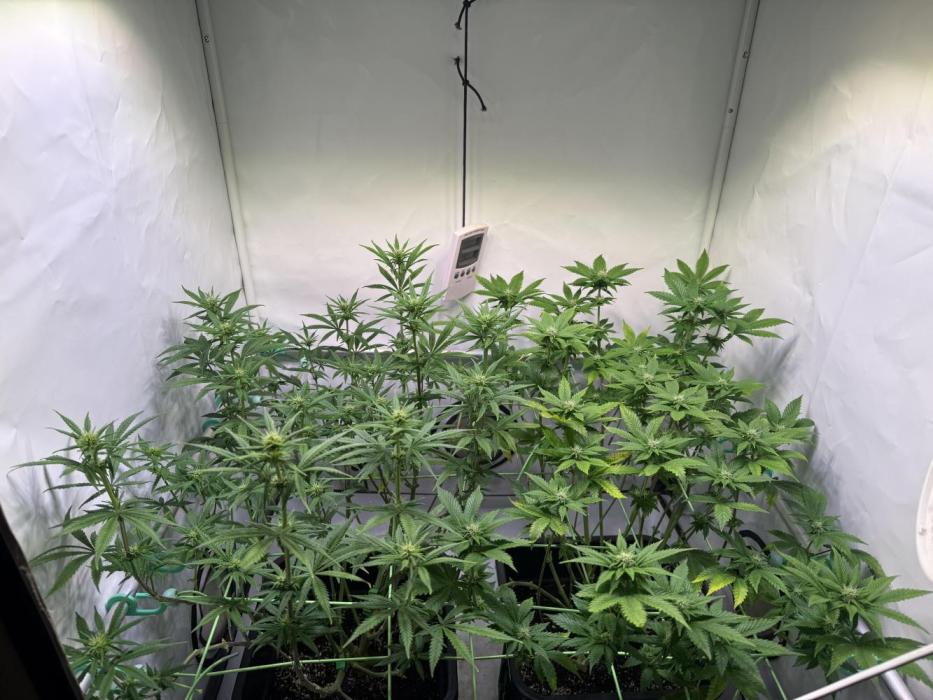 Skunk XL + Special Kush. Week 3