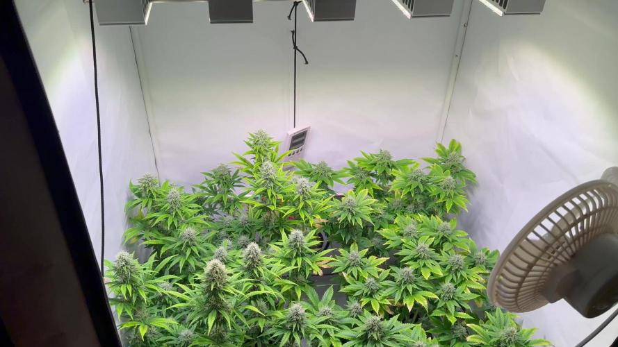 Skunk XL + Special Kush