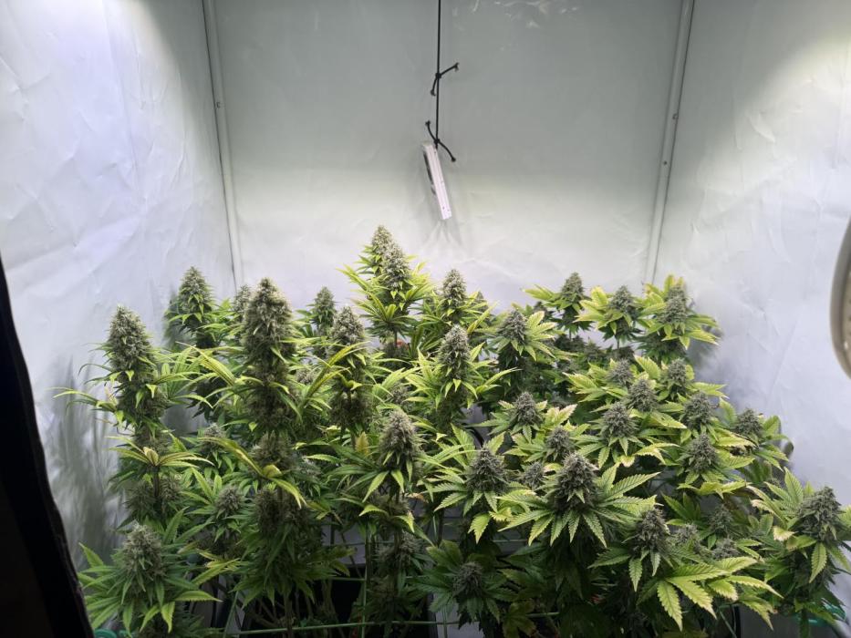Skunk XL + Special Kush. Week 14