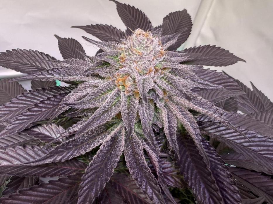 The Jawbreaker. Week 15