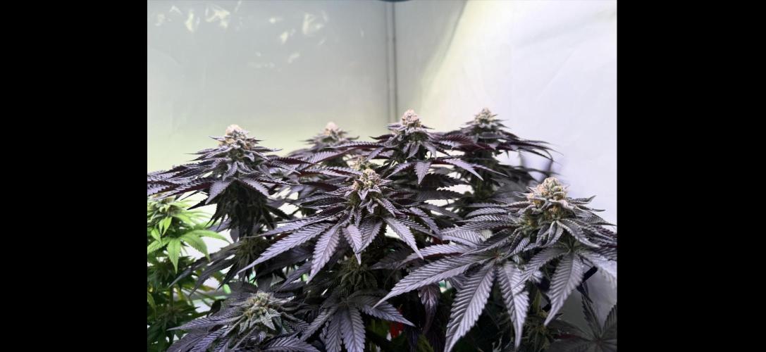 The Jawbreaker Limited Edition. Week 15