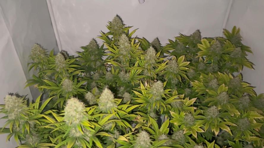 Skunk XL + Special Kush