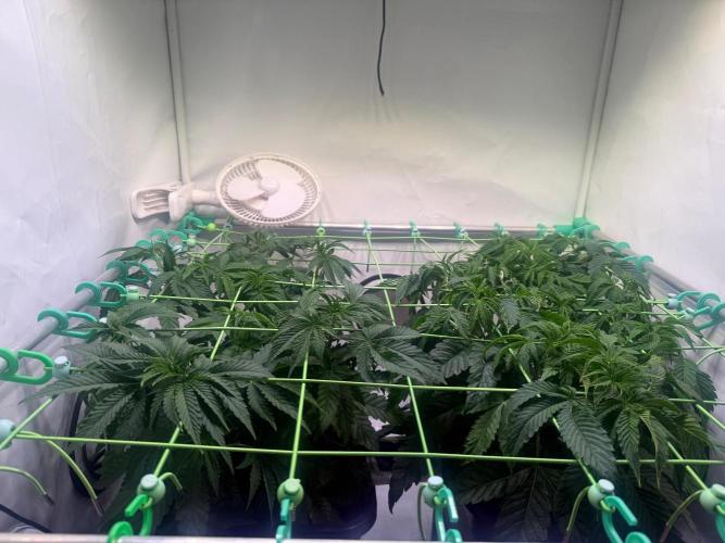Q5W gen2. Week 7