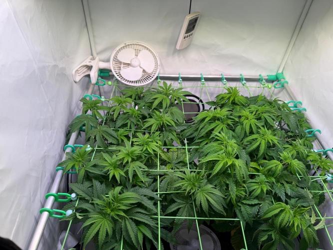 Jawbreaker die zweite. Week 8