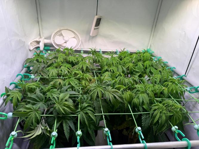 Jawbreaker die zweite. Week 8