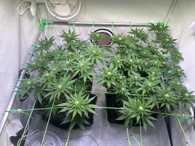 Special Queen. Week 9