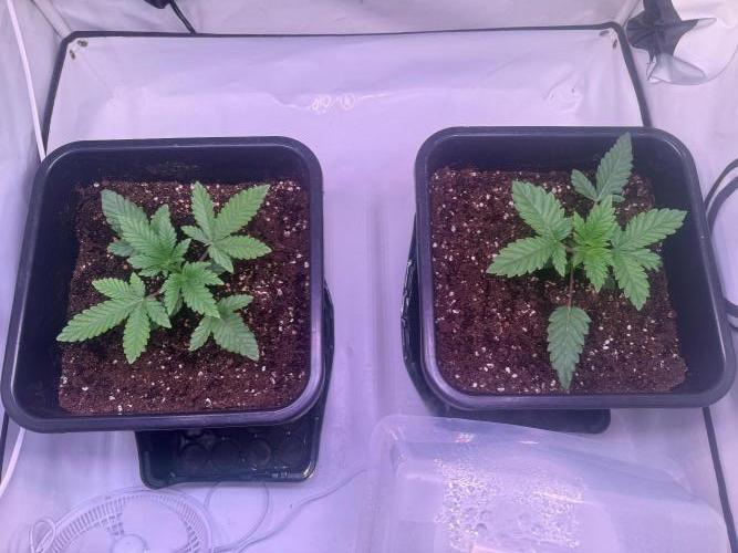 Jawbreaker die zweite. Week 3 - Vor dem Topping 