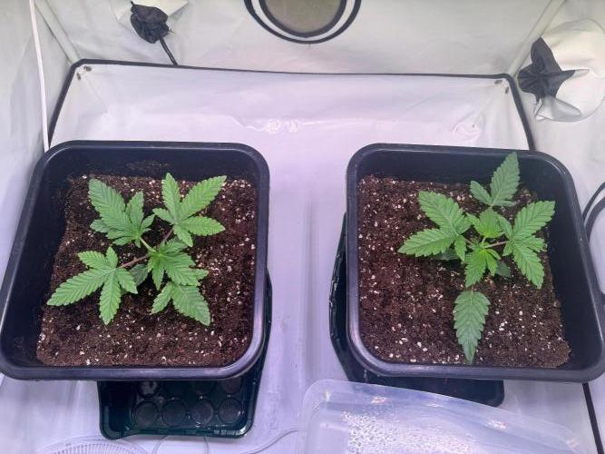 Jawbreaker die zweite. Week 3 - Nach dem Topping