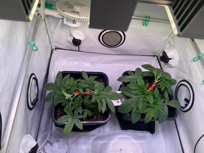 Jawbreaker die zweite. Week 4