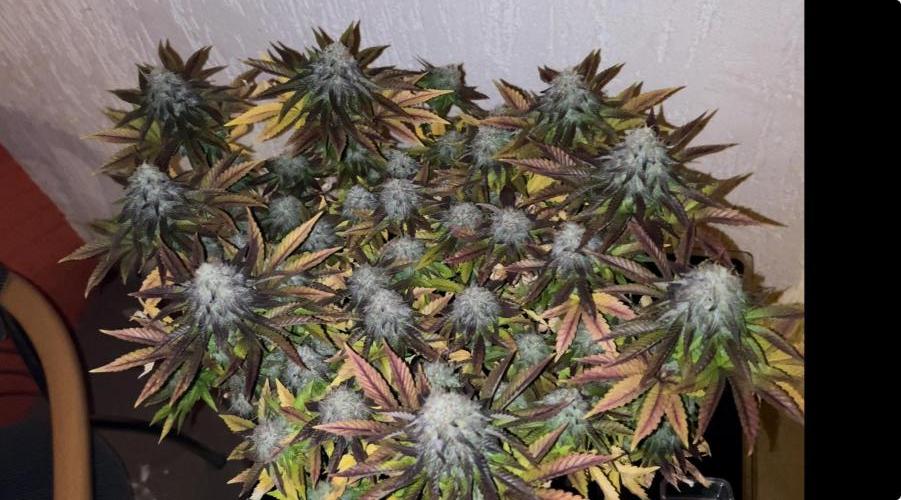 Special Queen. Week 9