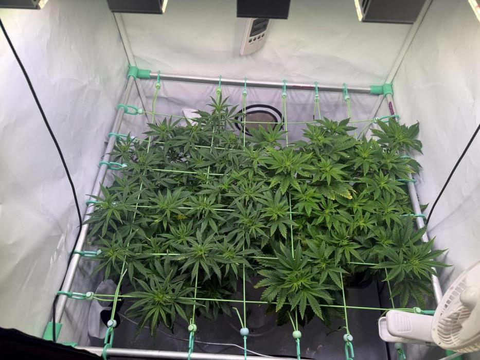 Skunk XL + Special Kush. Week 5