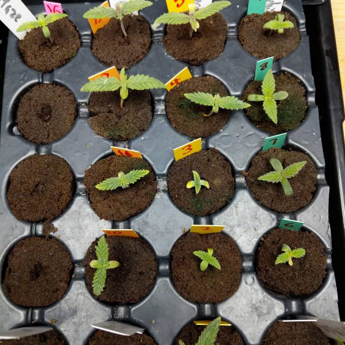 Finally built a room, life is different.. Week 1