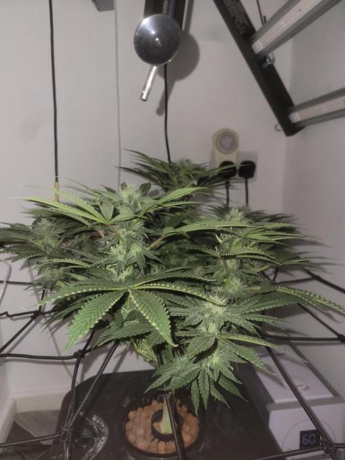 Cherry poppers. Week 5