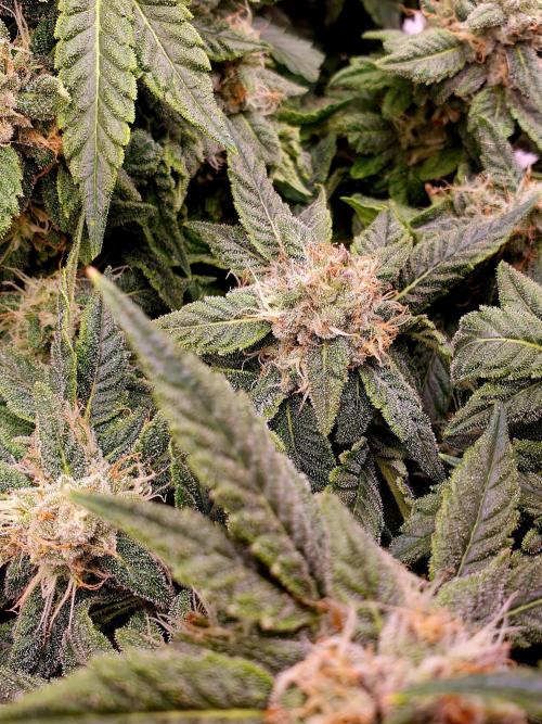 Cherry poppers. Week 6