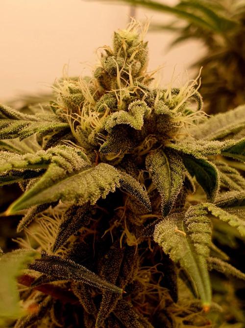 Cherry poppers. Week 6