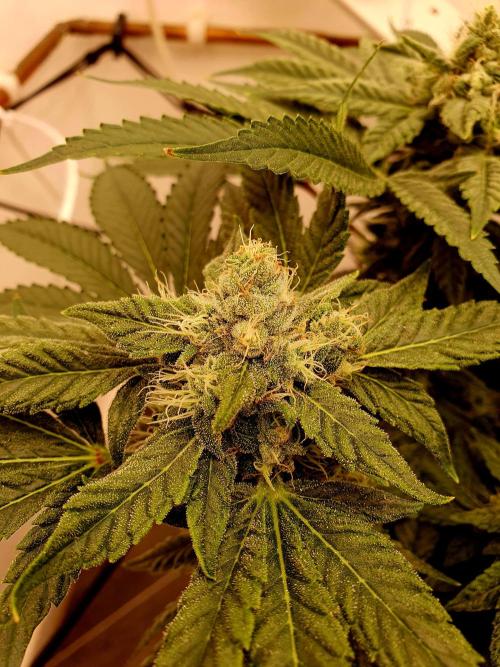Cherry poppers. Week 6