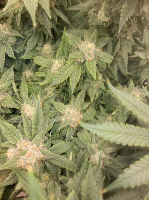 Cherry poppers. Week 6