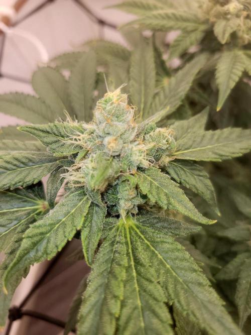 Cherry poppers. Week 6