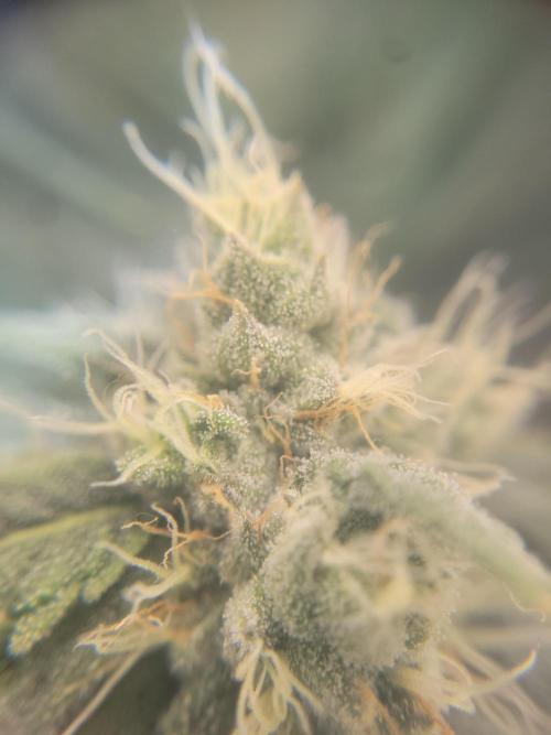 Cherry poppers. Week 6