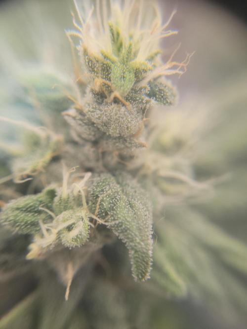 Cherry poppers. Week 6