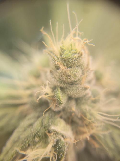 Cherry poppers. Week 6