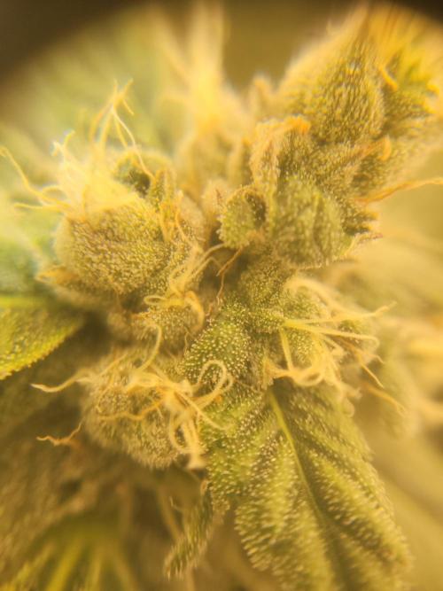 Cherry poppers. Week 6