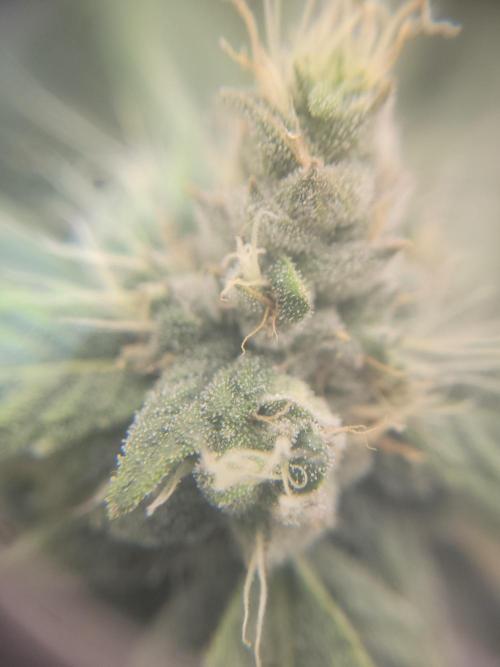 Cherry poppers. Week 6