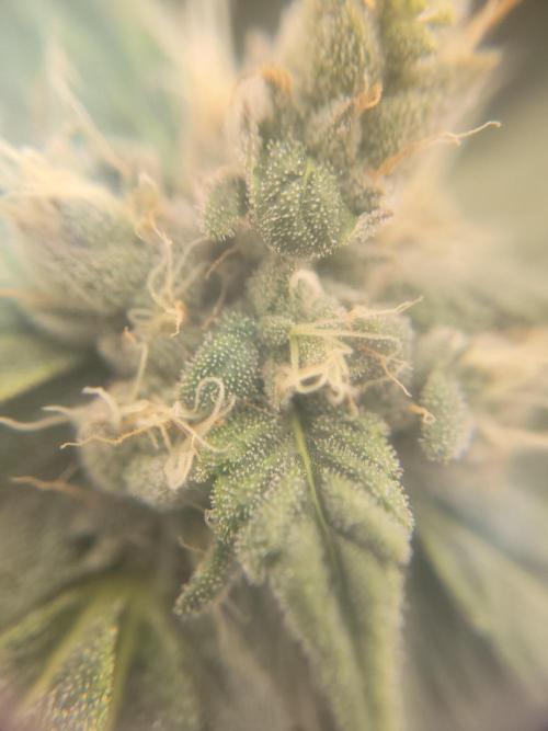 Cherry poppers. Week 6