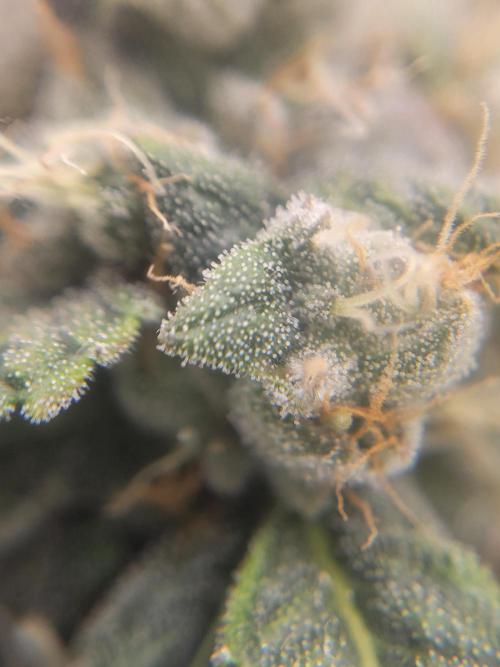 Cherry poppers. Week 7