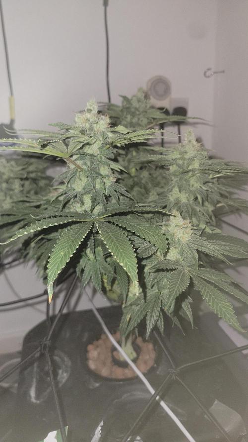 Cherry poppers. Week 7